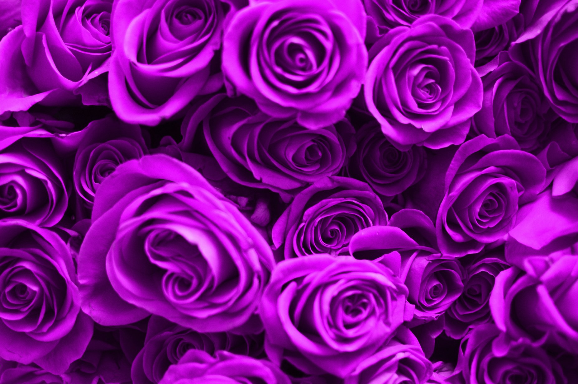 Purple Rose Flowers Buds Background