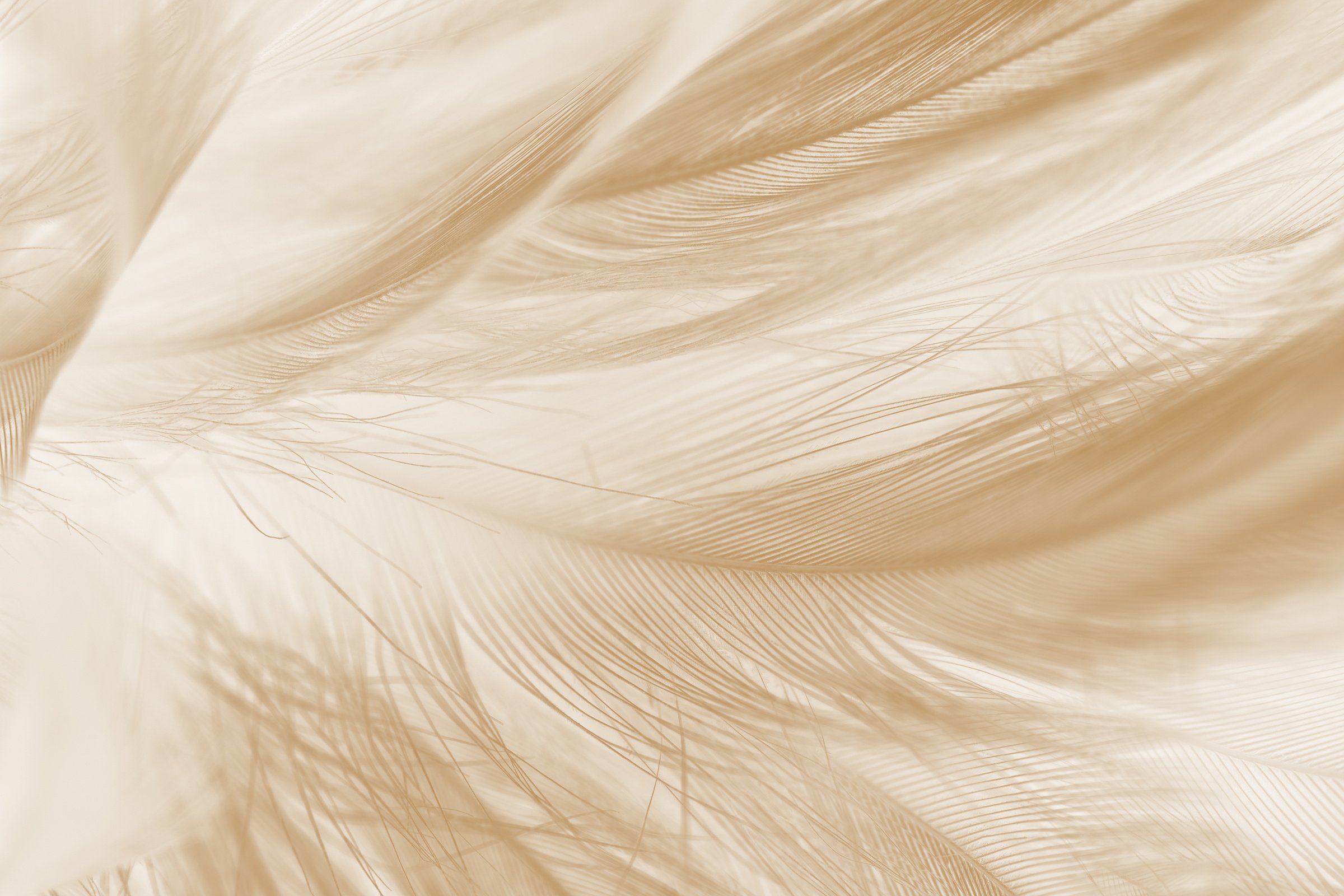 Beautiful white-brown feather texture background